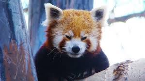 Oldest red panda