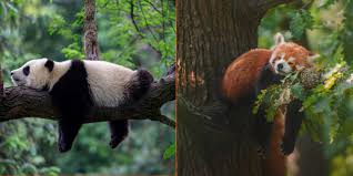 Panda and Red Panda resting on a tree
