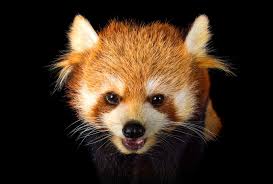 Red Pandas Face