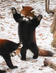 Standing Red Panda